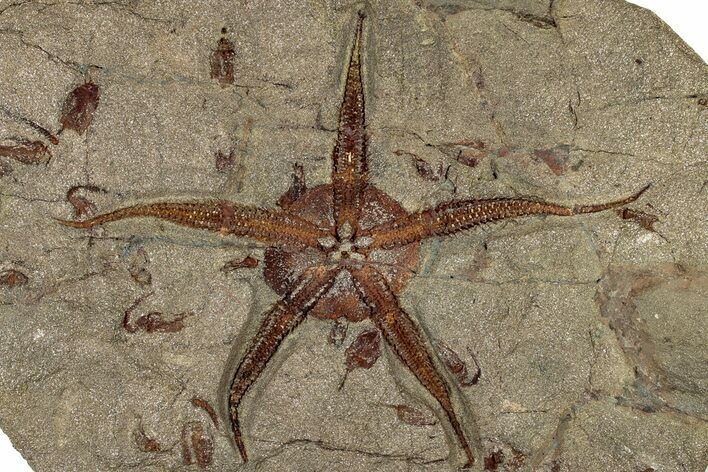 Huge Fossil Brittle Star (Ophiura) With Carpoids - Morocco #322490